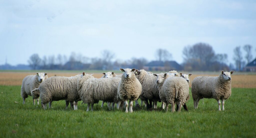 The Future Sheep Industry
